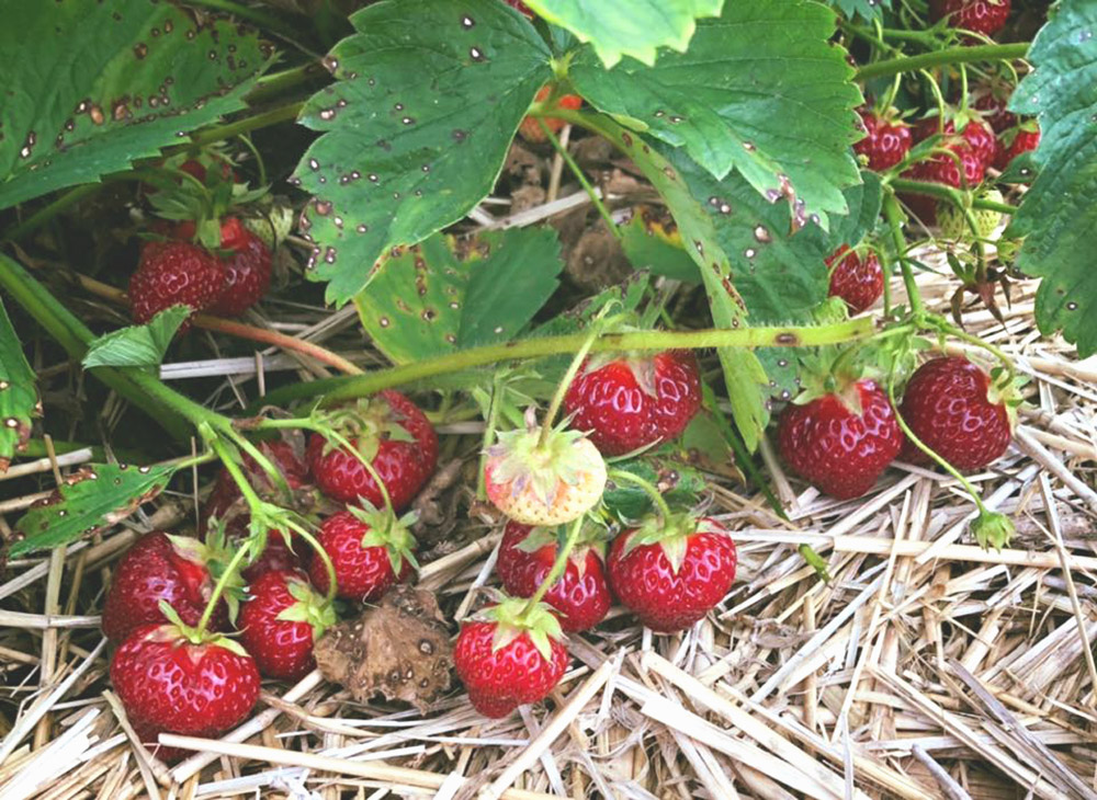 https://www.buresberrypatch.com/wp-content/uploads/BBP-strawberries-01.jpg